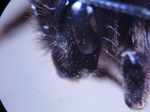 Réf. 63 796 : Bombus ruderarius