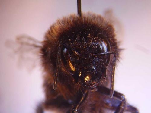 Bombus sp.