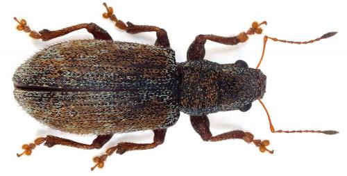 Pachyrhinus sp.