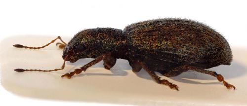 Pachyrhinus sp.
