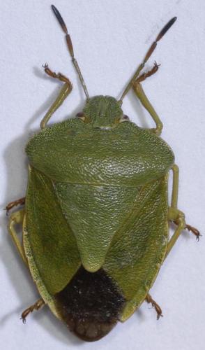 Palomena viridissima