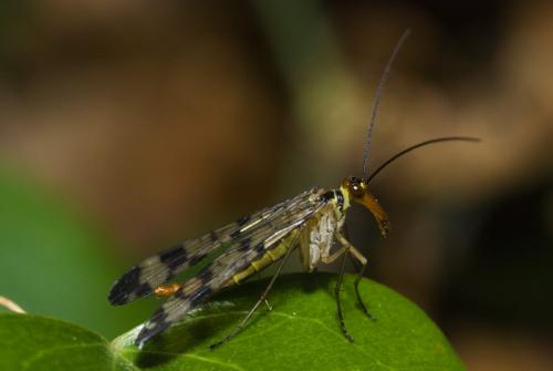 Panorpa sp.