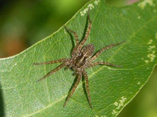 Réf. 63 013 : Pardosa sp.
