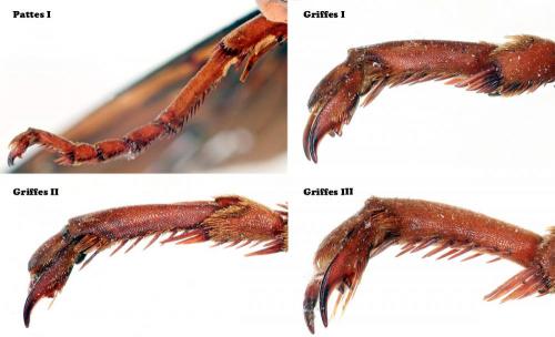 Hemipepsis sp.