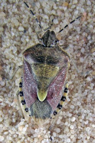 Dolycoris baccarum
