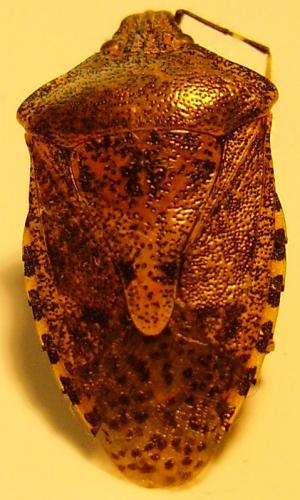 Rhaphigaster nebulosa