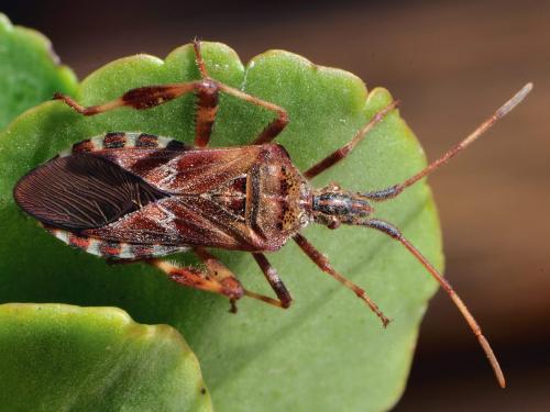 Leptoglossus occidentalis