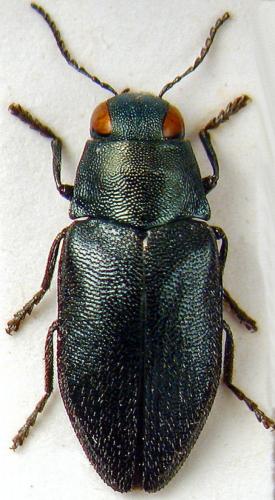 Réf. 63 231 : Phaenops formaneki