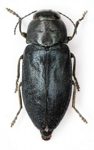 Réf. 63 210 : Phaenops cyanea