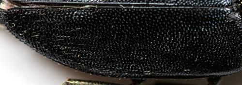 Phaenops cyanea