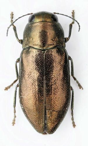 Phaenops sumptuosa