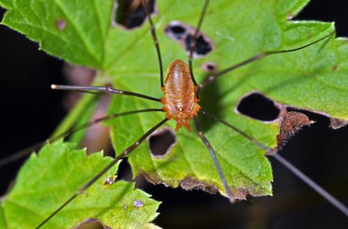 Réf. 63 728 : Opilio canestrinii
