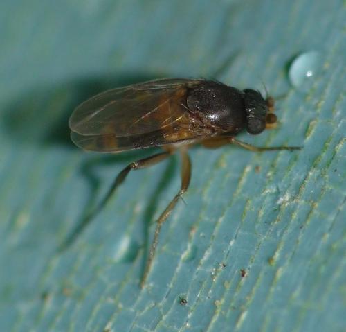 Réf. 63 436 : Dohrniphora cornuta
