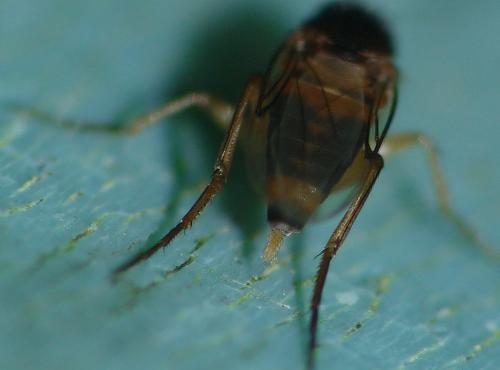 Dohrniphora cornuta