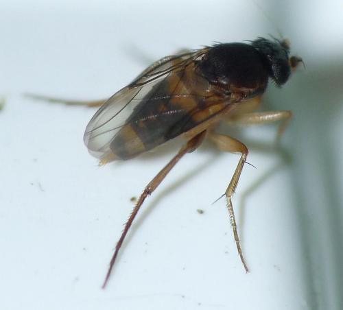 Dohrniphora cornuta