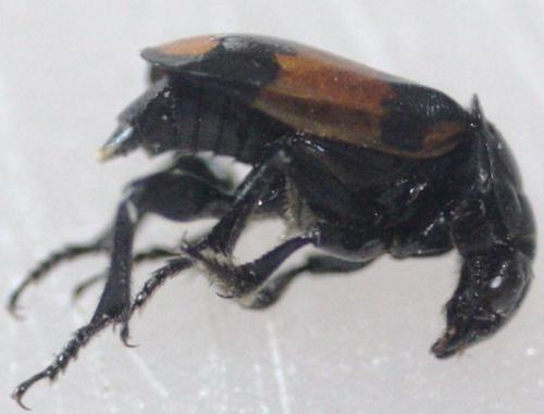 Nicrophorus vespilloides