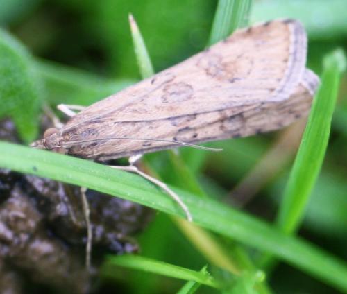 Nomophila noctuella