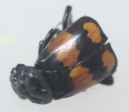 Nicrophorus vespilloides