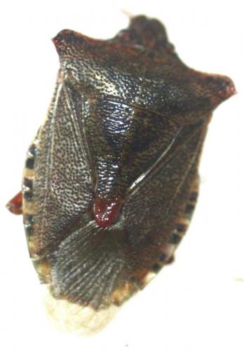 Pentatoma rufipes