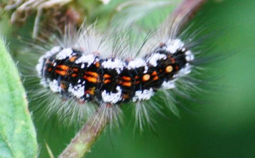 Euproctis similis