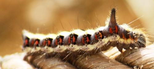 Acronicta psi
