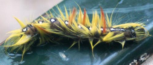 Acronicta aceris