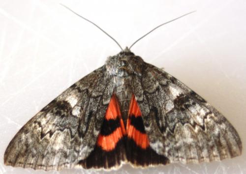 Réf. 63 527 : Catocala nupta