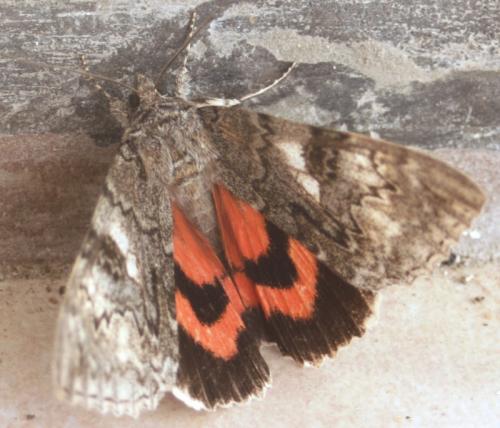 Catocala nupta