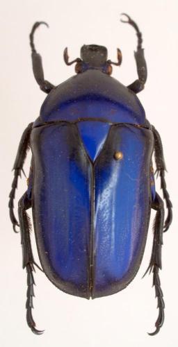 Rhomborhina gigantea