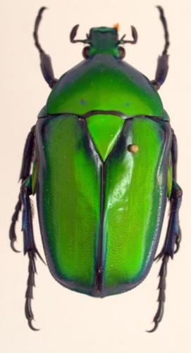Rhomborhina gigantea