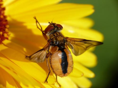 Ectophasia crassipennis