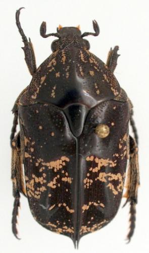 Réf. 63 177 : Miksicus acuminata