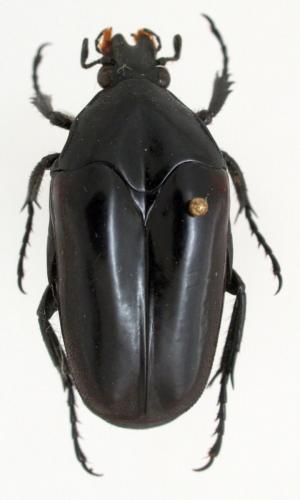Réf. 63 178 : Clerota parvula
