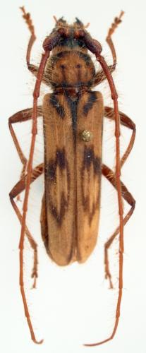 Zoodes fulguratus