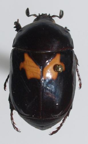 Parastasia ephippium