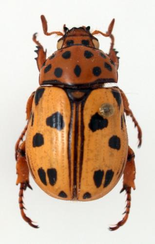 Réf. 63 575 : Lutera nigromaculata