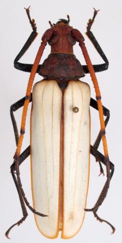 Aegosoma ossea