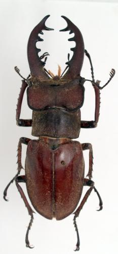 Lucanus maculifemoratus