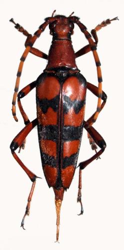 Macroleptura quadrizona