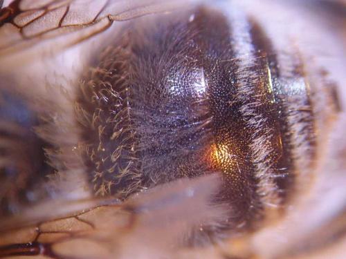 Eucera clypeata