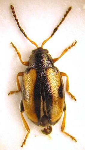 Réf. 63 090 : Phyllotreta ochripes