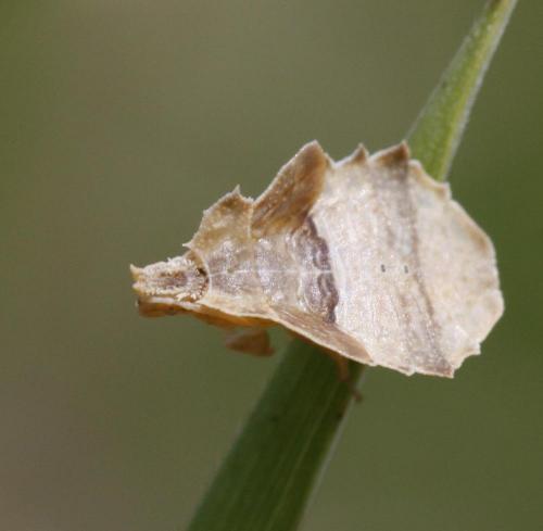 Phymata crassipes