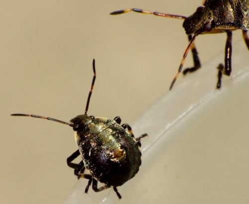 Réf. 63 132 : Picromerus bidens