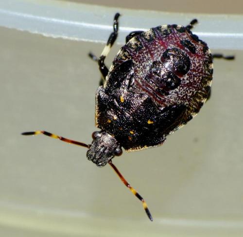 Picromerus bidens
