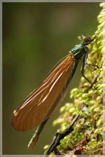 Calopteryx virgo