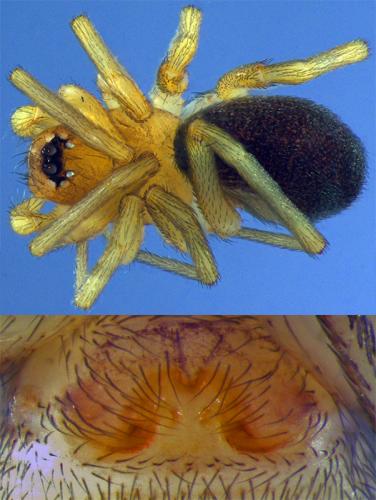 Zodarion rubidum