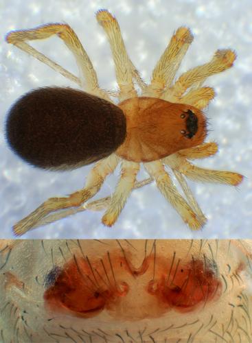 Réf. 63 886 : Zodarion rubidum