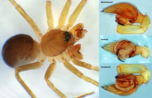 Réf. 63 887 : Zodarion rubidum