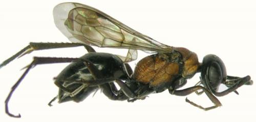 Réf. 63 130 : Poecilagenia rubricans