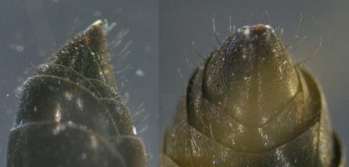 Arachnospila trivialis